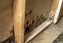 Mould_Drywall